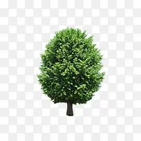 风景树-空若网 风景树-空若网