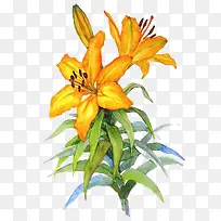 水彩黄百合-空若网 水彩黄百合-空若网