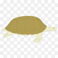矢量棕色海龟素材-空若网 矢量棕色海龟素材-空若网