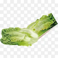 ¸ßÇåÂÌÉ«Ïļ¾Êß²Ë-¿ÕÈôÍø ¸ßÇåÂÌÉ«Ïļ¾Êß²Ë-¿ÕÈôÍø