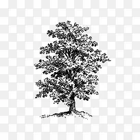 卡通简约手绘树木广告设计-空若网 卡通简约手绘树木广告设计-空若网