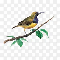 һֻ������֦������Զ��-������