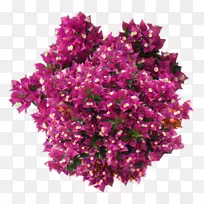 ����ֲ��-ֲ��-������