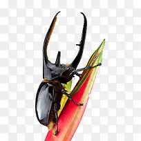 ��ɫ������-������