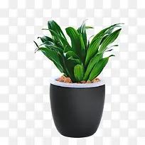 盆栽万年青素材-空若网 盆栽万年青素材-空若网
