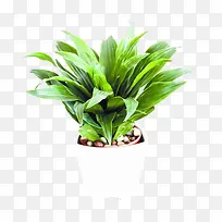 盆栽万年青素材-空若网 盆栽万年青素材-空若网