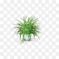 盆栽-空若网 盆栽-空若网