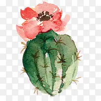 开花的仙人掌盆景-空若网 开花的仙人掌盆景-空若网