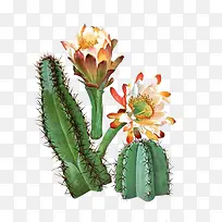 手绘开花的仙人掌-空若网 手绘开花的仙人掌-空若网