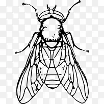 昆虫黑白绘画剪贴画-苍蝇-空若网 昆虫黑白绘画剪贴画-苍蝇-空若网