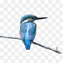 վ����֦�ϵ���ɫ����-������