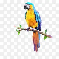 彩色啄木鸟站在树枝上-空若网 彩色啄木鸟站在树枝上-空若网