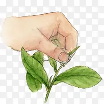 茶叶-空若网 茶叶-空若网