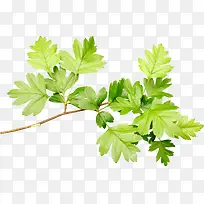 ´ºÖ®²Ý-¿ÕÈôÍø ´ºÖ®²Ý-¿ÕÈôÍø