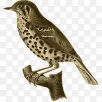 站在树枝上的麻雀-空若网 站在树枝上的麻雀-空若网