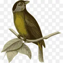 树枝上的麻雀-空若网 树枝上的麻雀-空若网