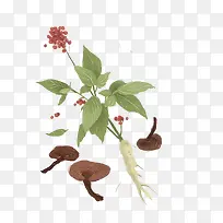 创意手绘人参果子-空若网 创意手绘人参果子-空若网