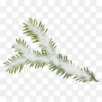 ʥ����Ҷ��-������