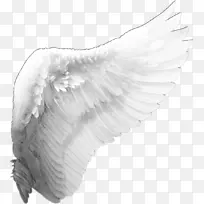剪贴画翅膀-空若网 剪贴画翅膀-空若网