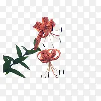 ������Ҷ-������