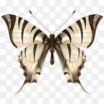 蝴蝶昆虫虎夹艺术-虎蝶PNG剪贴画图像-空若网 蝴蝶昆虫虎夹艺术-虎蝶PNG剪贴画图像-空若网