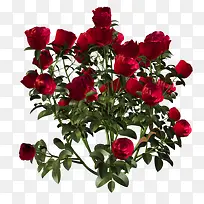 ��ֲ���ܻ���ʸ���ز�-������