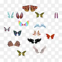 动物翅膀-空若网 动物翅膀-空若网