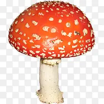 橙色漂亮蘑菇-空若网 橙色漂亮蘑菇-空若网