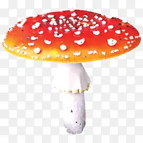 ��ɫ����Ģ��-������