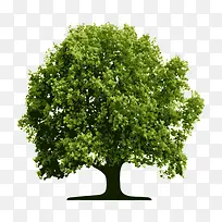 �� ��ľ ľ ֲ��-������