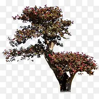 ������-������