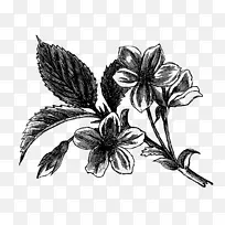 ������ɽ���ǻ滭�Ӿ�����.ֲ�ﻨ��-������