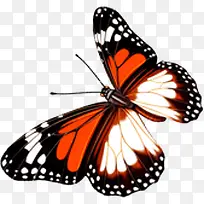 飞舞田间彩色蝴蝶-空若网 飞舞田间彩色蝴蝶-空若网