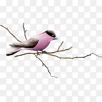 ��֦�ϵ�С��-������