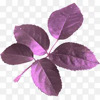 紫色树叶-空若网 紫色树叶-空若网