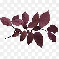 紫色树叶-空若网 紫色树叶-空若网