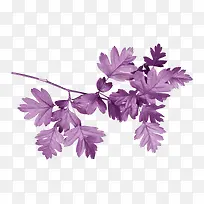 ��ɫ֦Ҷ-������