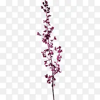 紫色树枝-空若网 紫色树枝-空若网