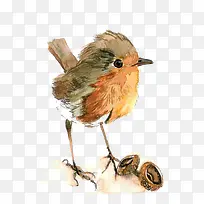 水彩小鸟-空若网 水彩小鸟-空若网