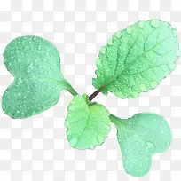 ����ɫ��С��-������