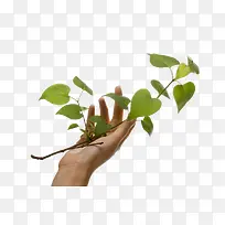 手拿树叶-空若网 手拿树叶-空若网
