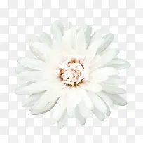 白色花朵 白色花蕊png素材-空若网 白色花朵 白色花蕊png素材-空若网