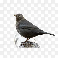 վ����֦�ϵ���ѻ-������