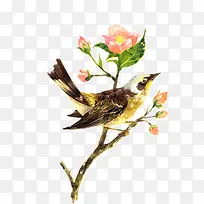 站在树叶上的小鸟-空若网 站在树叶上的小鸟-空若网