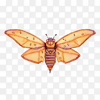 飞蛾-空若网 飞蛾-空若网