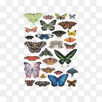 卡通蝴蝶大全-空若网 卡通蝴蝶大全-空若网