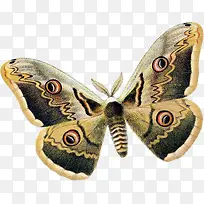 卡通蝴蝶飞蛾翅膀-空若网 卡通蝴蝶飞蛾翅膀-空若网