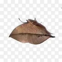 棕色枯叶蝶-空若网 棕色枯叶蝶-空若网