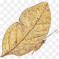 像树叶的枯叶蝶-空若网 像树叶的枯叶蝶-空若网