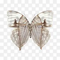 透明枯叶蝶-空若网 透明枯叶蝶-空若网